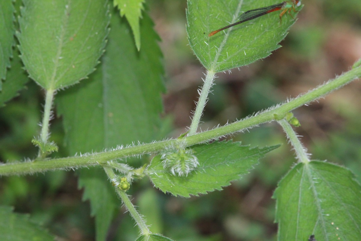 Tragia involucrata L.